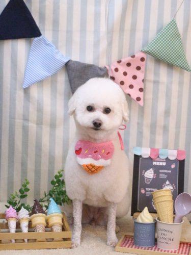 20250510MAPLEちゃん